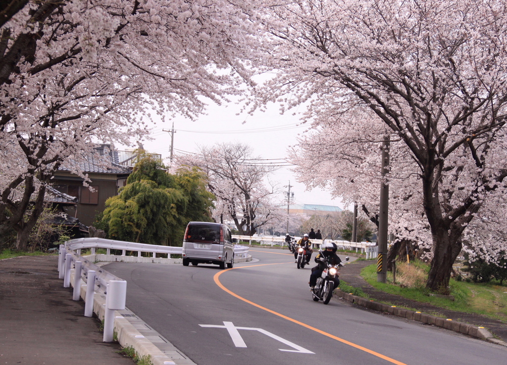 桜のS字カーブバンク有