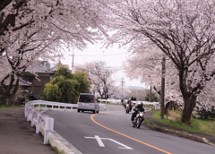 桜のS字カーブバンク有