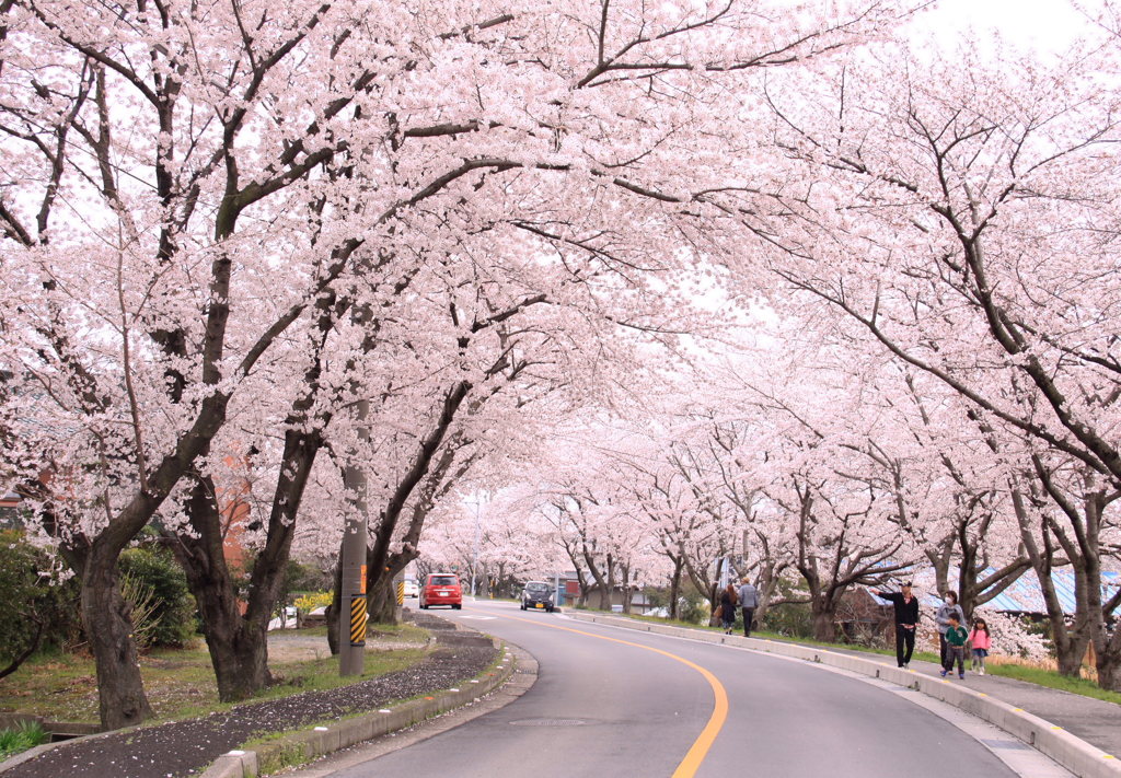 桜の散歩道