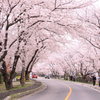 桜の散歩道