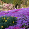 明宝の花畑