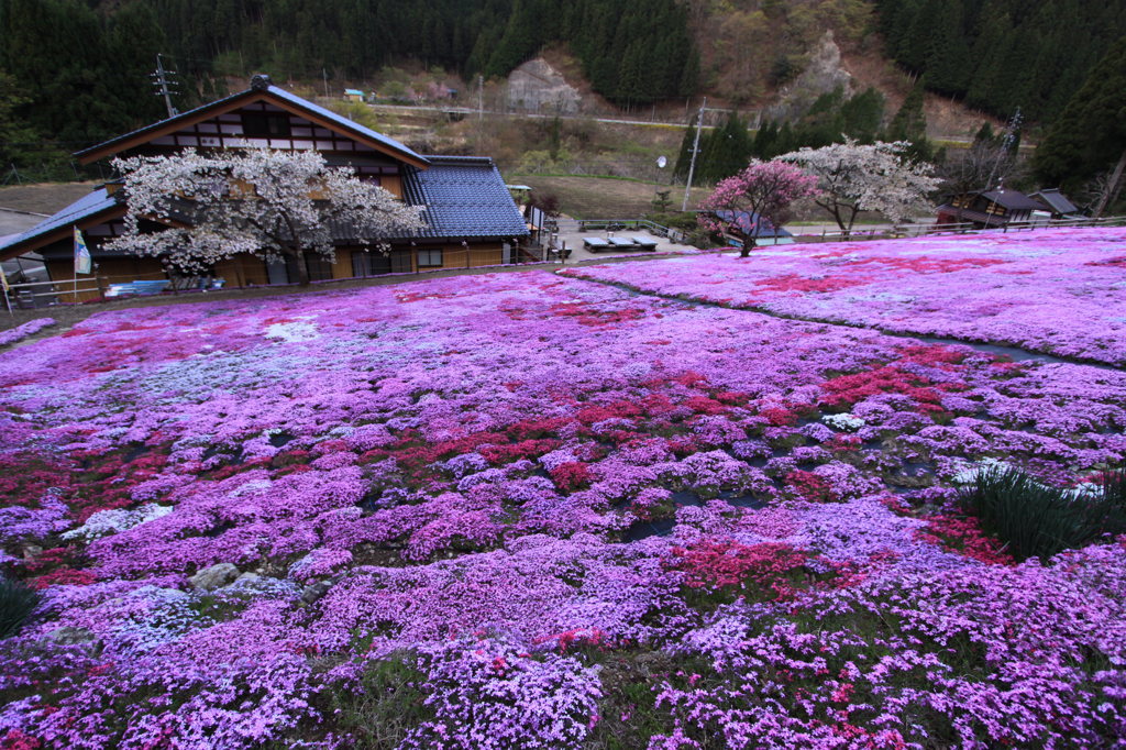 國田家の芝桜