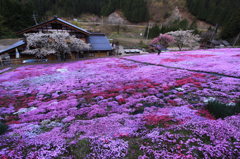 國田家の芝桜