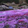國田家の芝桜