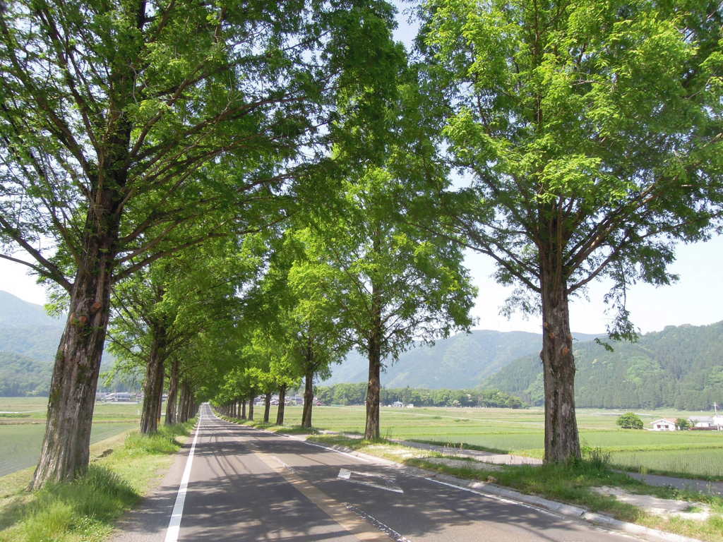 滋賀県マキノ町メタセコイア並木道です