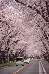 桜のトンネル