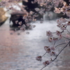川面のさくら