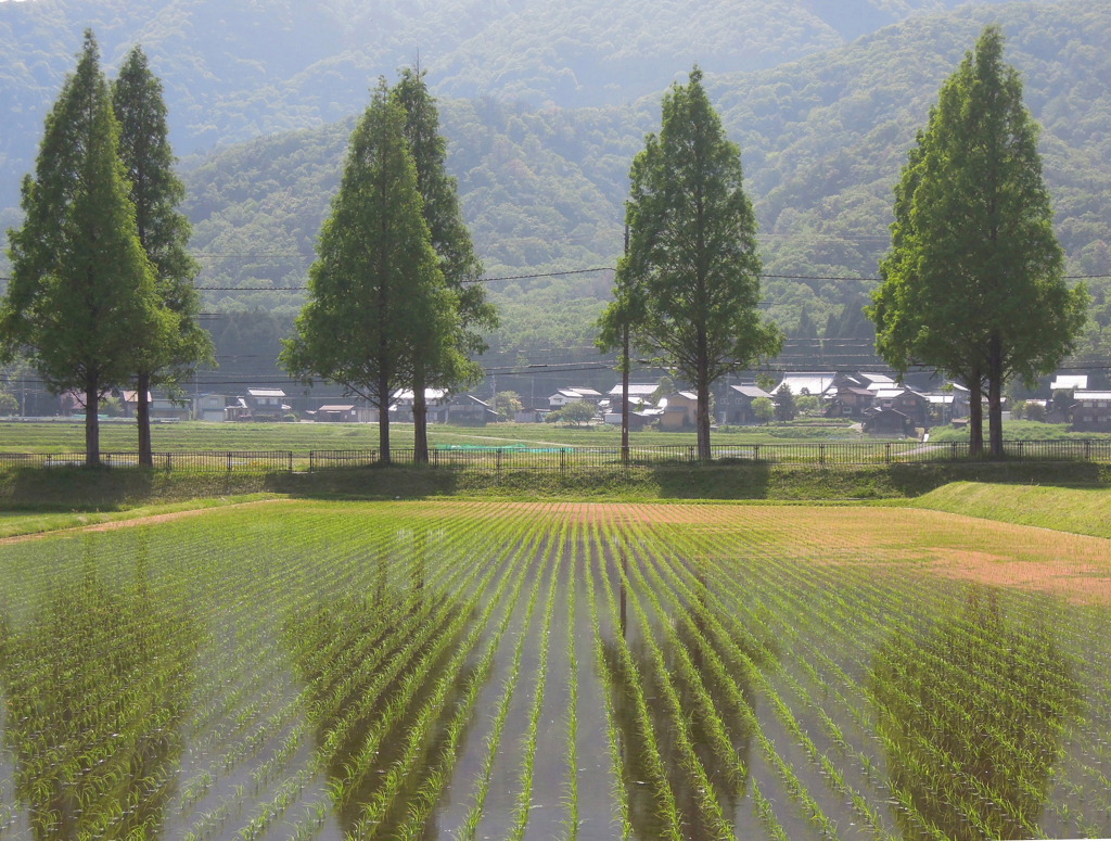 滋賀県マキノ町メタセコイア並木道