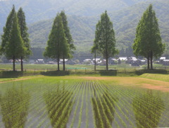 滋賀県マキノ町メタセコイア並木道