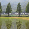 滋賀県マキノ町メタセコイア並木道