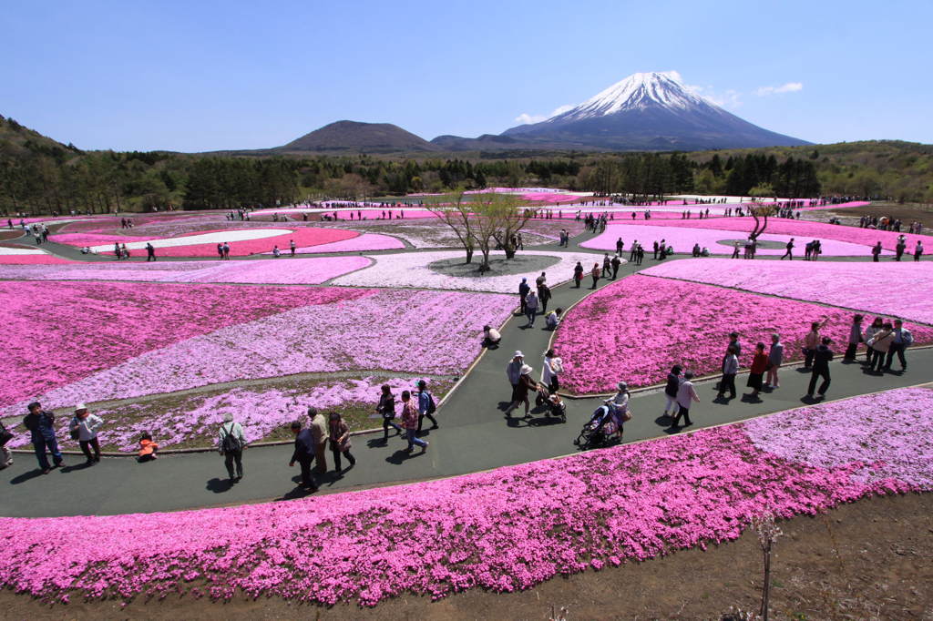富士芝桜祭りです