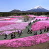 富士芝桜祭りです