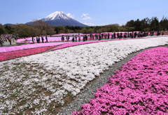 富士芝桜祭り