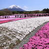 富士芝桜祭り