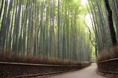 嵐山の竹林