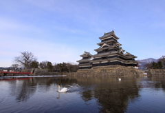 白鳥と松本城