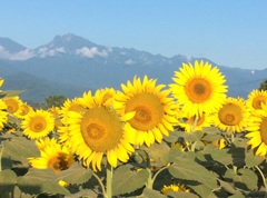 ひまわりと鋸岳？かな