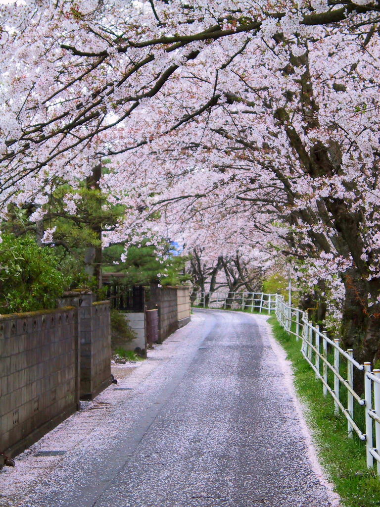 さくらの道