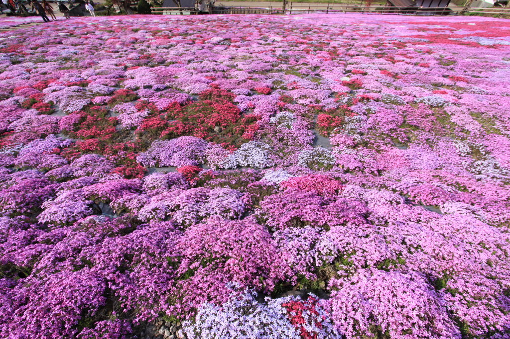 花のじゅうたん