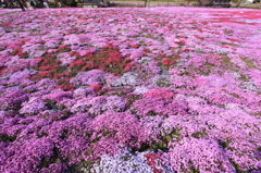 花のじゅうたん