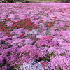 花のじゅうたん