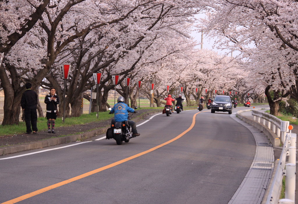 桜のS字カーブ