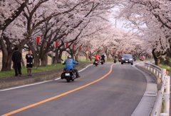 桜のS字カーブ