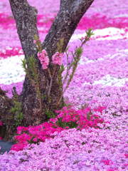 國田家の芝桜