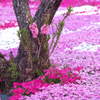 國田家の芝桜