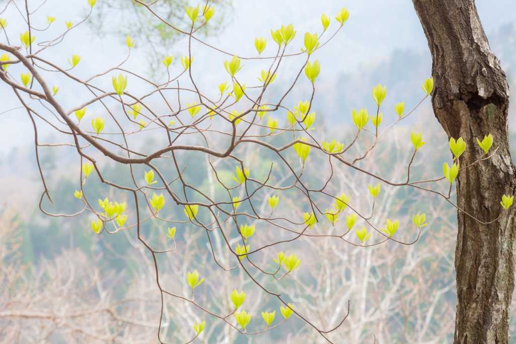 芽吹くその時