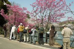 三ツ池公園の春