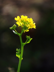 菜の花