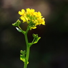 菜の花