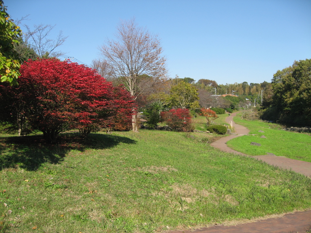 ある秋の日～和泉川親水広場～