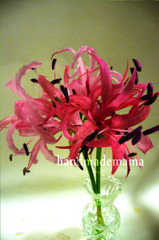 ボタニカルクイリング　ネリネ