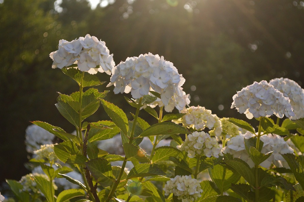 白紫陽花