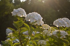 白紫陽花