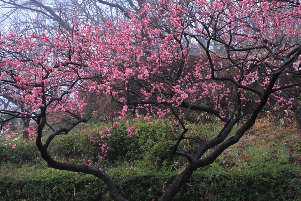 万騎が原公園の梅林