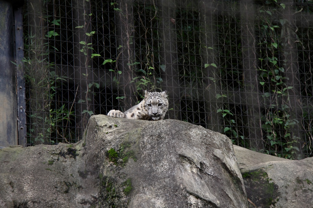 ホアイトタイガー