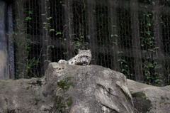 ホアイトタイガー