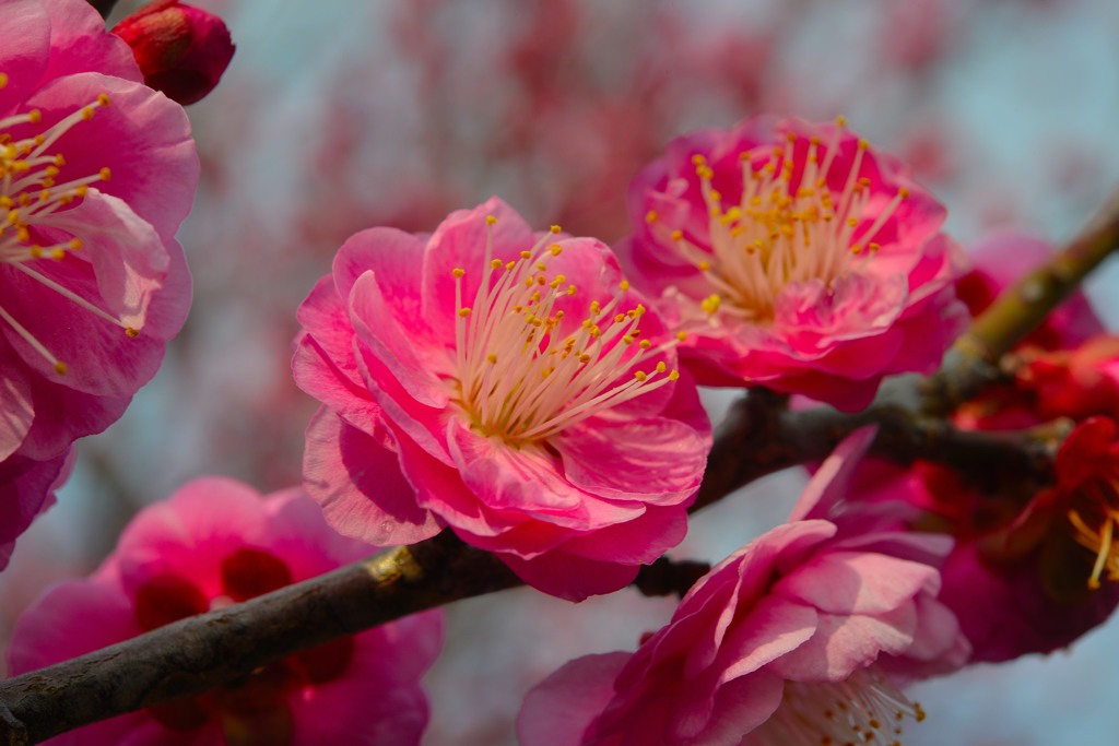 梅の花