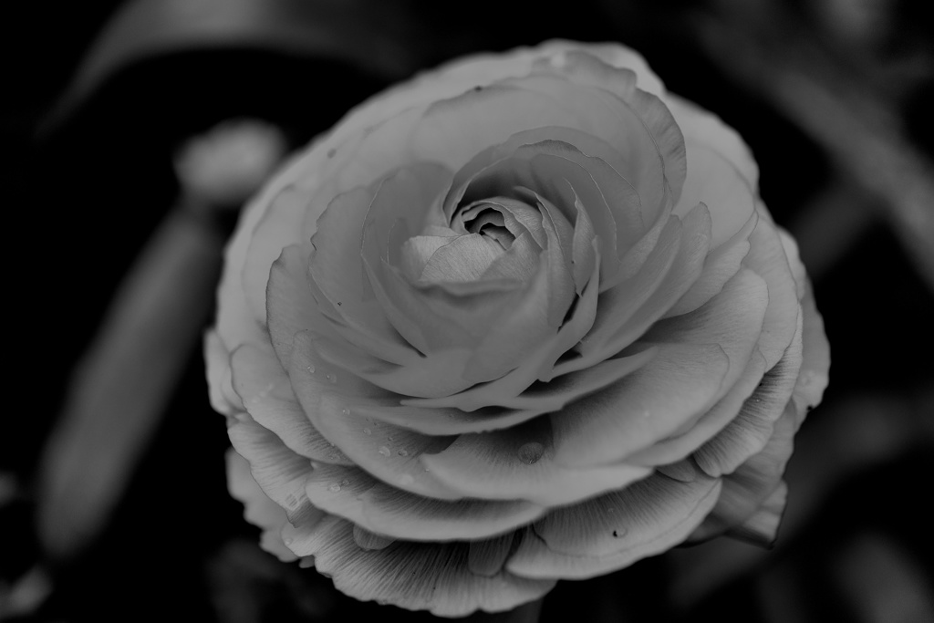 薔薇