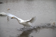 はばたきまーす