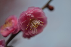 梅