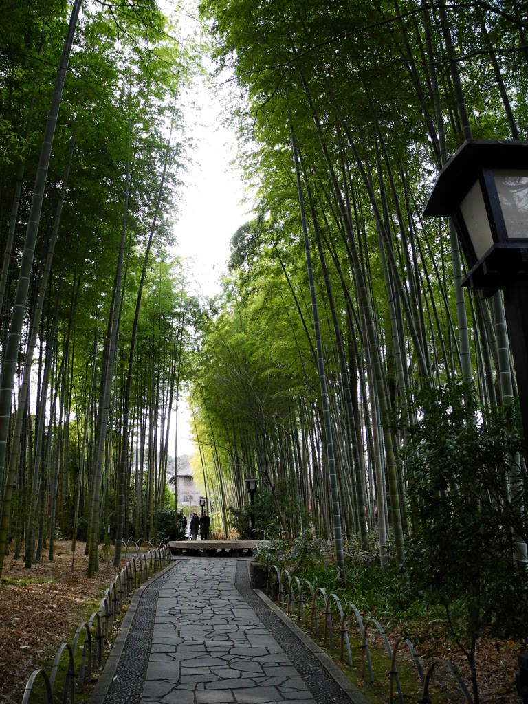 竹林の散策路