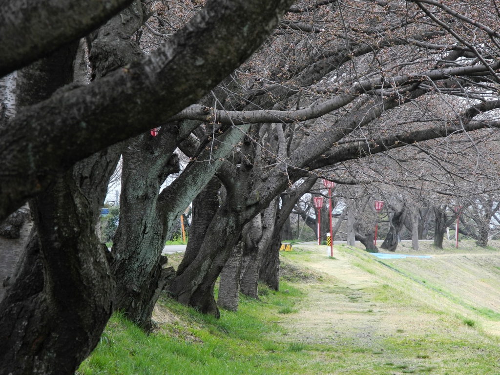 墨俣桜堤防