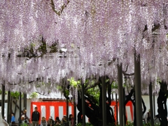 竹鼻別院の藤