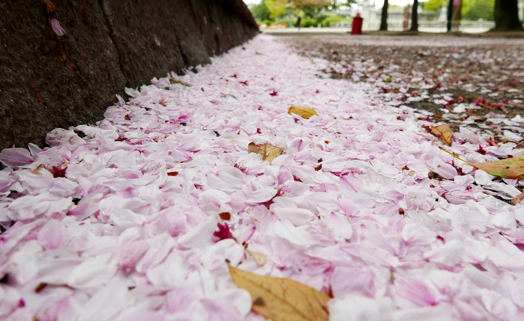 桜の花道