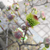 ハナミズキは開花進行中