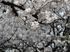 墨俣桜